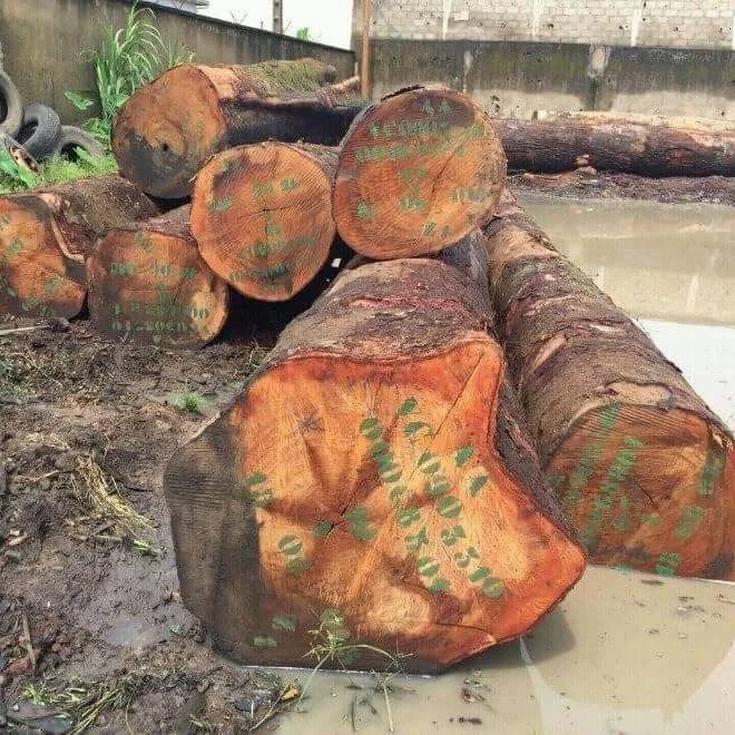 Raw Iroko (Milicia excelsa) logs at sawmill - Cameroon tropical hardwood